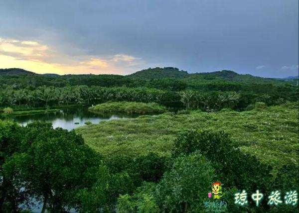 近一些便是湖心的白鷺島了,乍看下去,這星星點點遍佈島上的白色精靈們